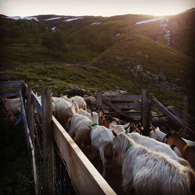 Seljord Veterinærkontor