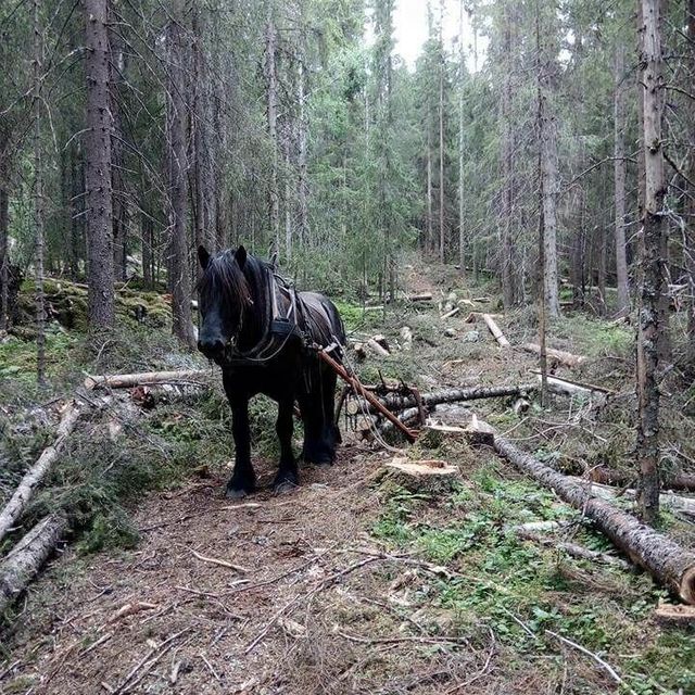 Hest som drar slede