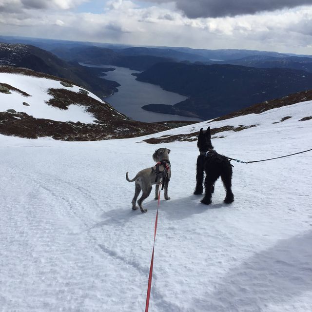 Hunder på fjeller